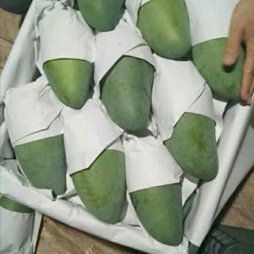 越南果园产地直发大青芒电商果工厂果