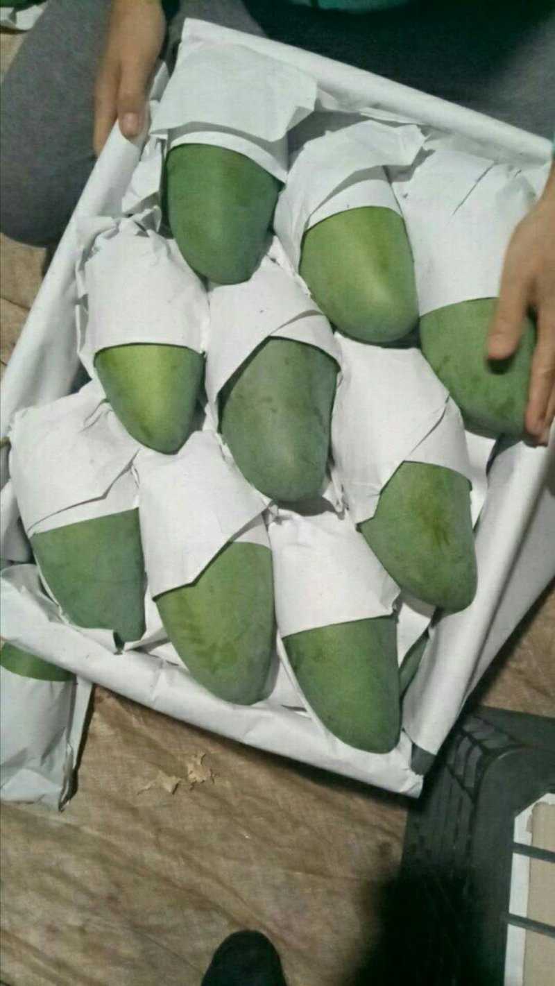 越南果园产地直发大青芒电商果工厂果
