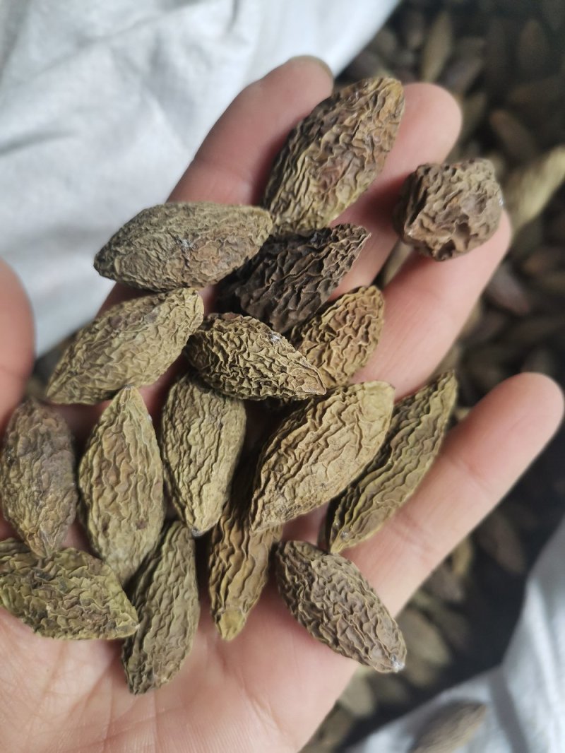 中药材甘青果橄榄果干无硫新品上市泡酒煲汤泡水