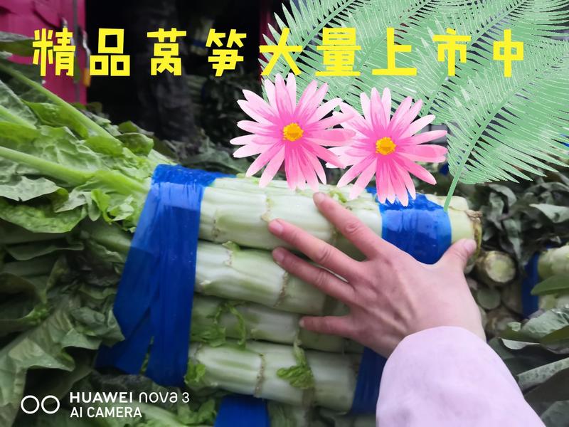 【天飞曌农业200亩基地莴苣红叶莴笋预售】