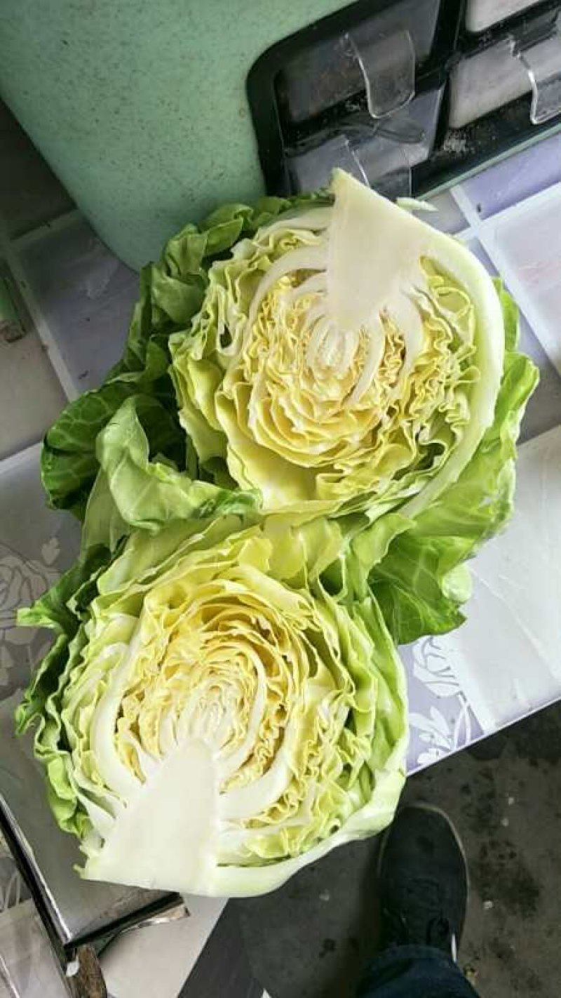 绿甘蓝大量供应质优价廉欢迎各位客商光临选购