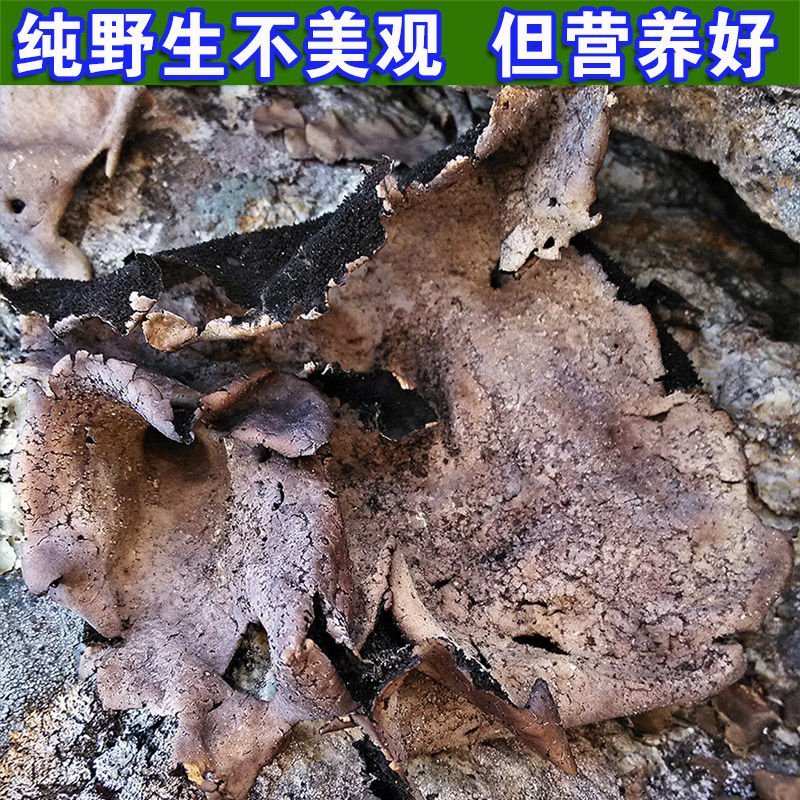 石耳药用实耳，产地直供道地药材，药典标准支持线上交易保障