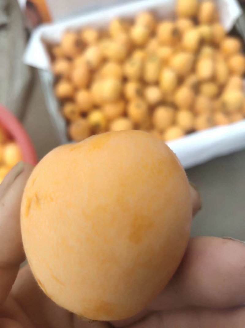 屏山大五星套袋枇杷，易剥皮，果大肉厚，籽小