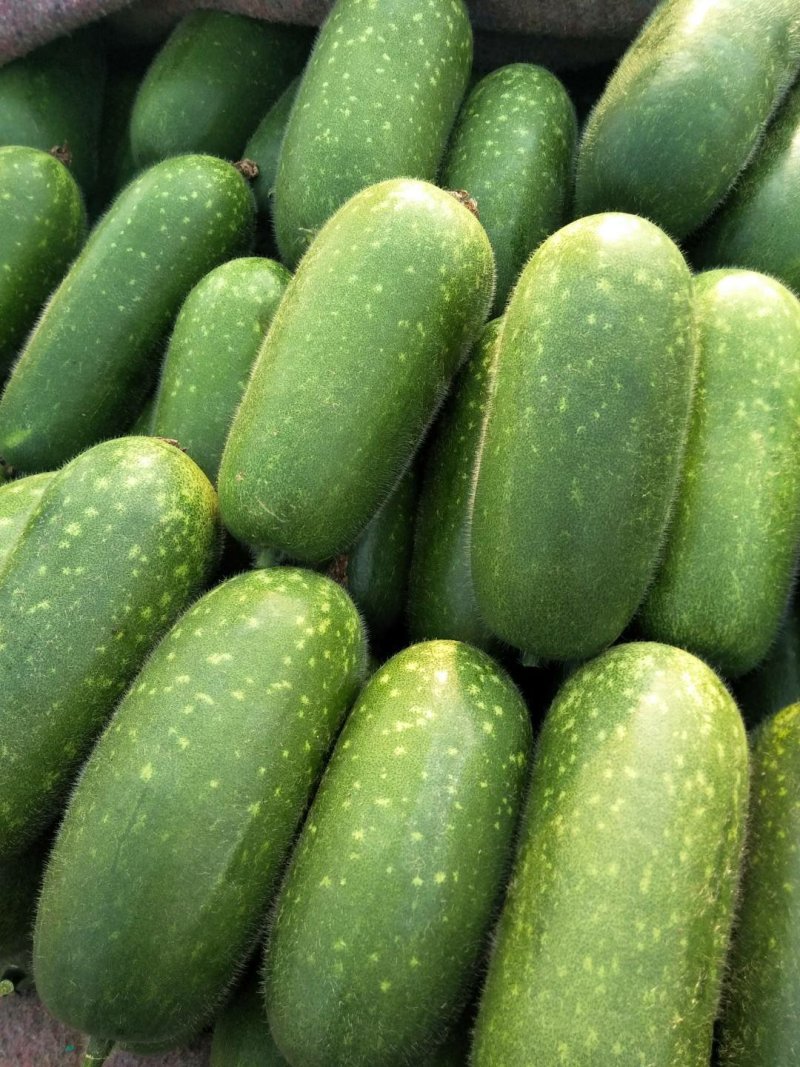 青皮吊冬瓜大量供应欢迎光临