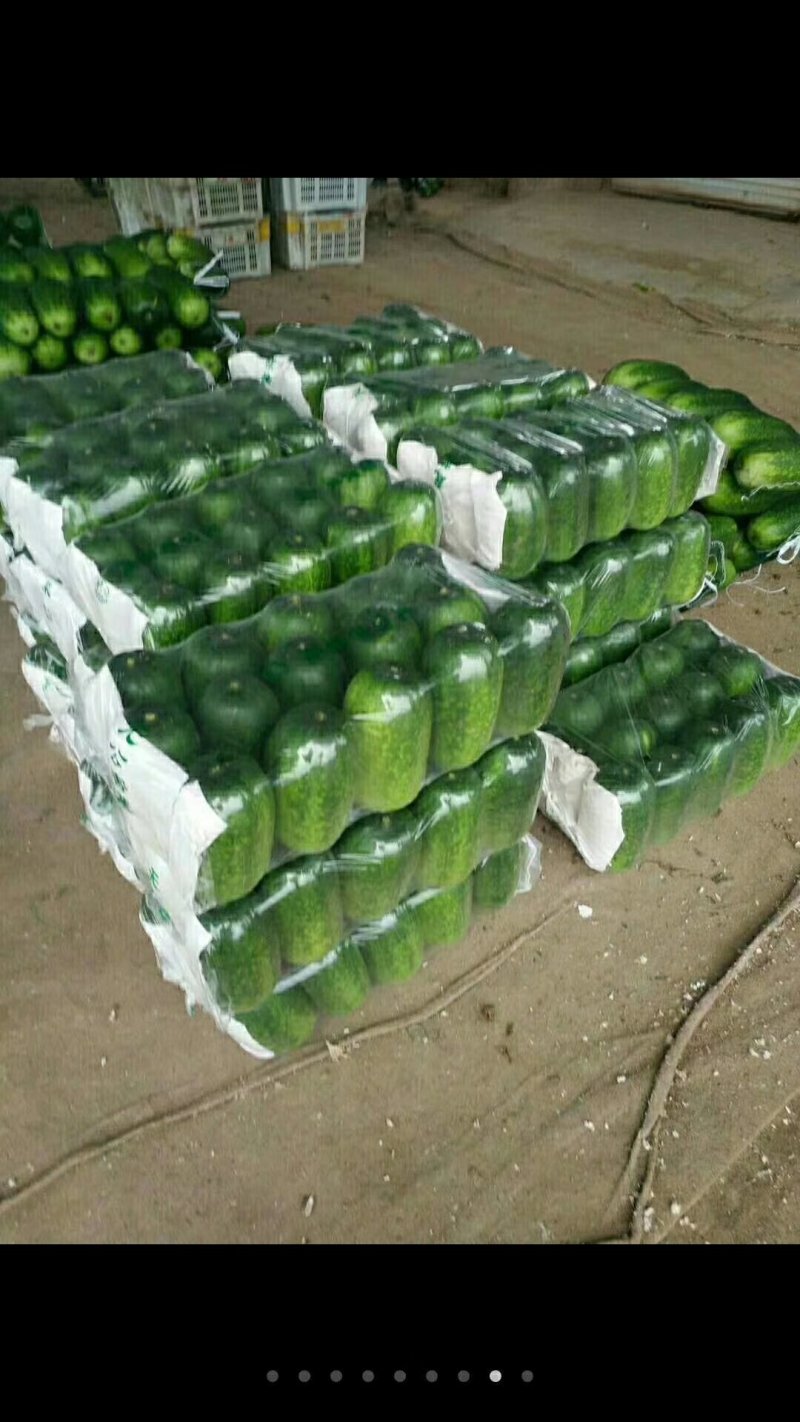 青皮吊冬瓜大量供应欢迎光临