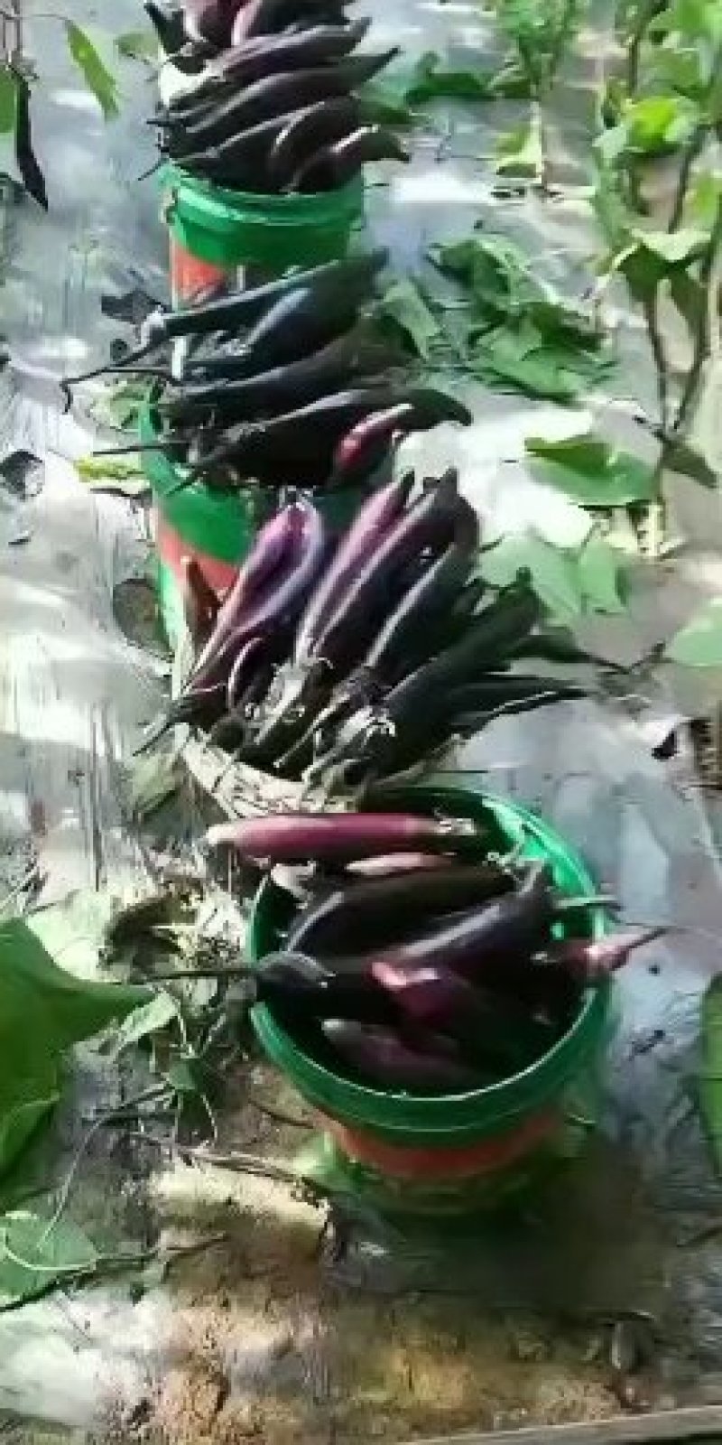 紫长茄大量货源，保证质量。产地直发，优质货源