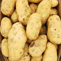 大朋黄心荷兰十五土豆，有货啦！量大，价格便宜，质量有保证