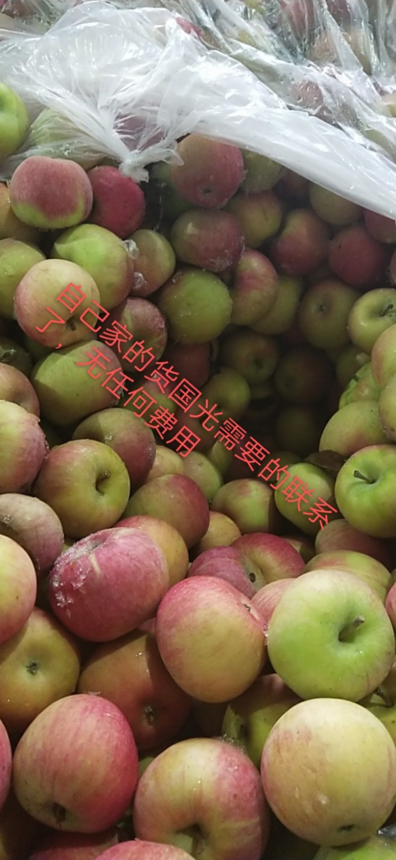 苹果果光