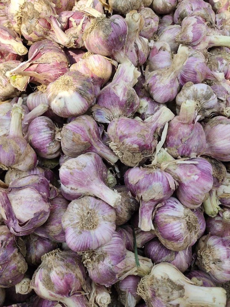 云南大理弥渡大蒜已凉干大量上市了价格便宜量大从优……