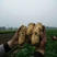 土豆黄心实验V7大丰支持视频在线看货，线上交易