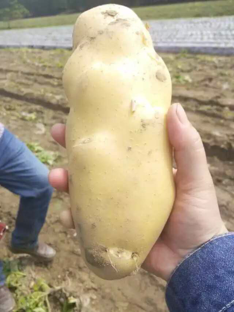 湖北土豆黄心土豆大丰V7支持视频在线看货，线上交易