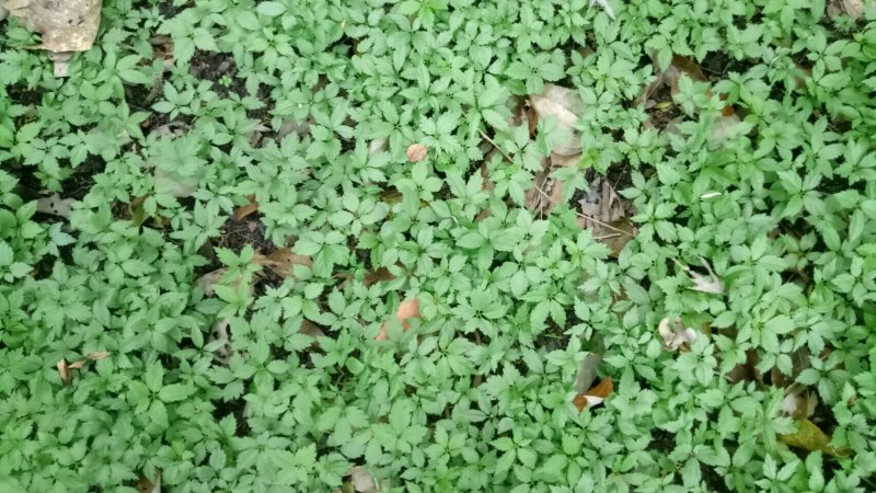 竹节参/恩施富硒名贵药材竹节参