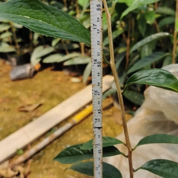 防城金花茶常年供应基地直销
