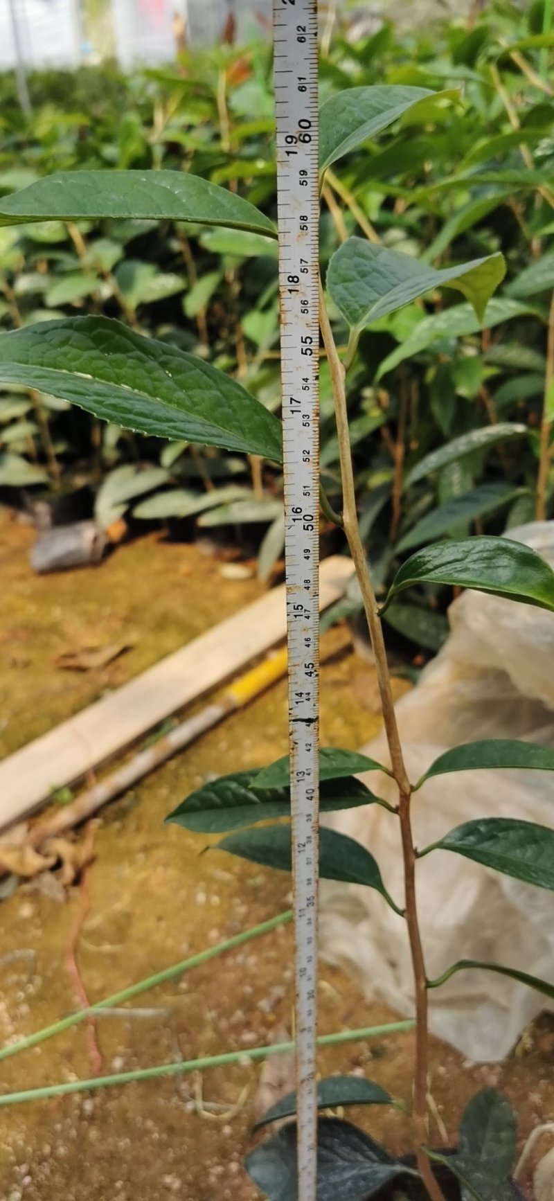 防城金花茶常年供应基地直销
