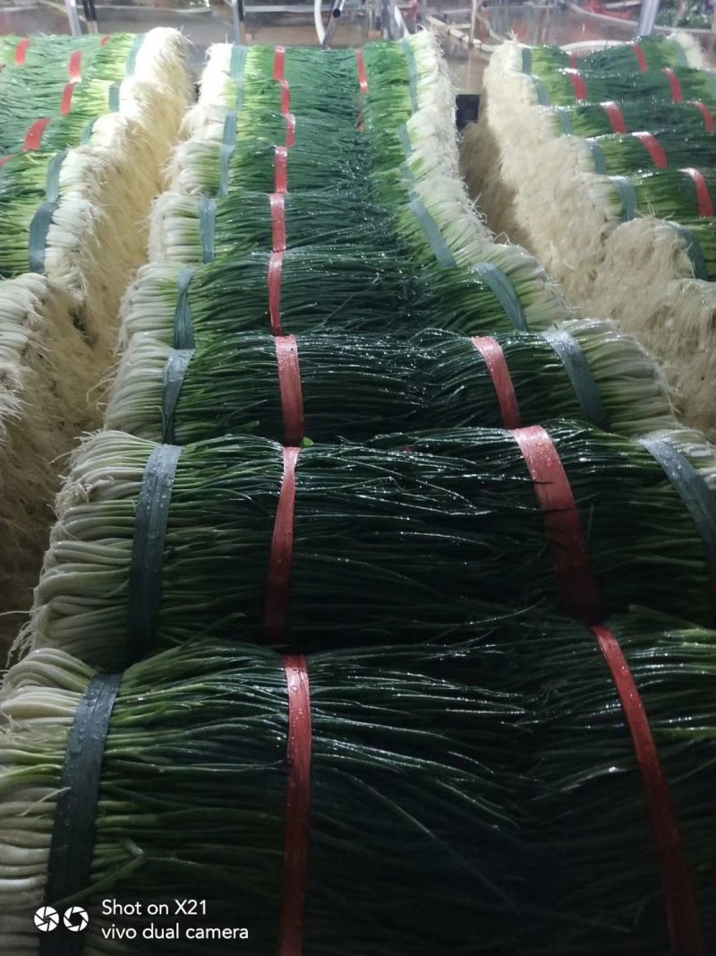 小葱产地直供货源充足实力代办期`待长期合作共赢