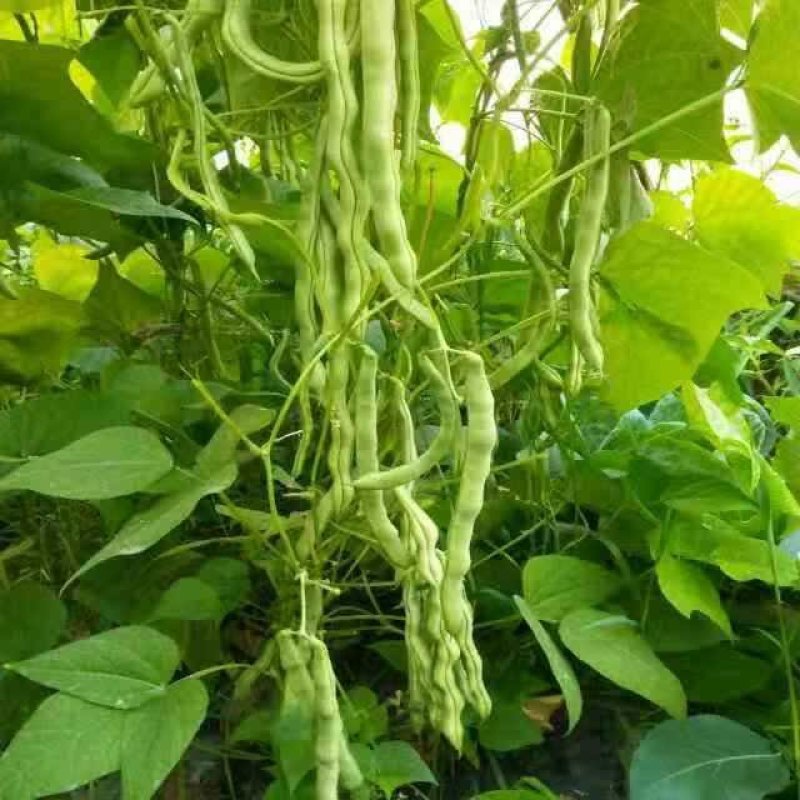 芸豆五一国庆节量大质优