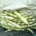 芸豆五一国庆节量大质优
