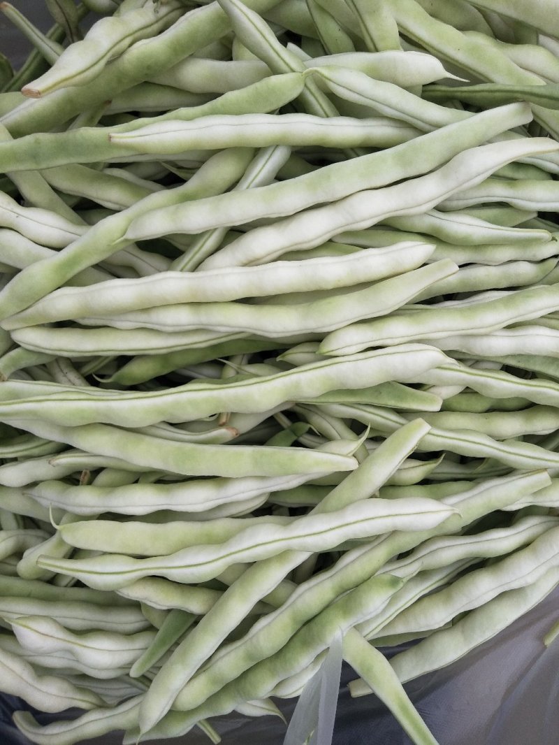 芸豆五一国庆节量大质优
