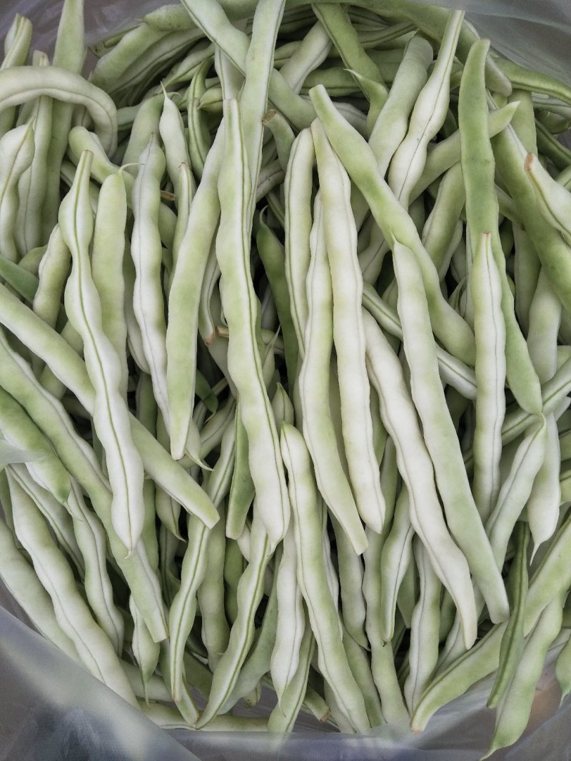 芸豆五一国庆节量大质优