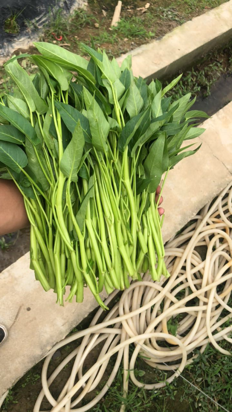 博白空心菜可大量现货旱改水空心菜种