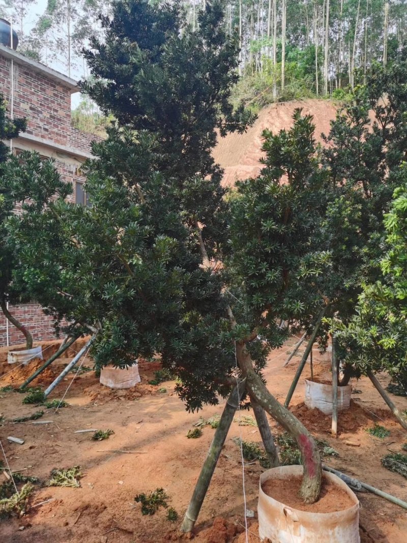 罗汉松苗大小规格/3分/4分/5分头经有现货