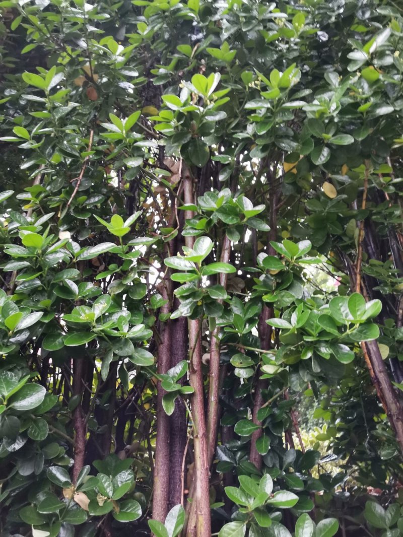 黄杨篱笆