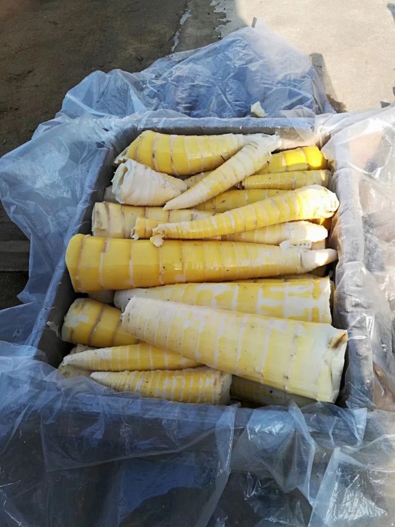 大山鲜嫩楠竹笋丝，适用：炒下火锅沌排骨都脚