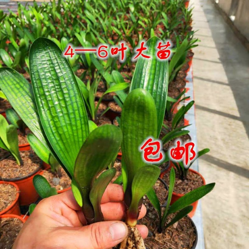 君子兰苗各种花橘色黄色细叶小苗大苗量大优惠放心选购包邮