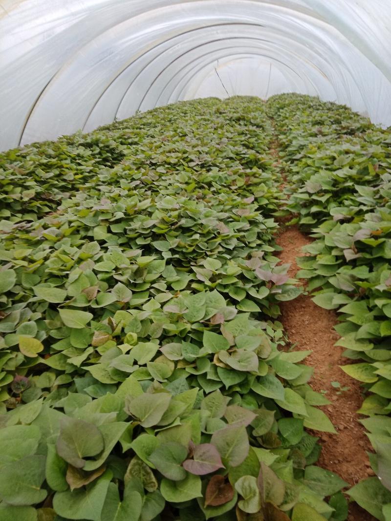 紫罗兰脱毒红薯苗是紫薯红薯苗。成活率高，产量高。