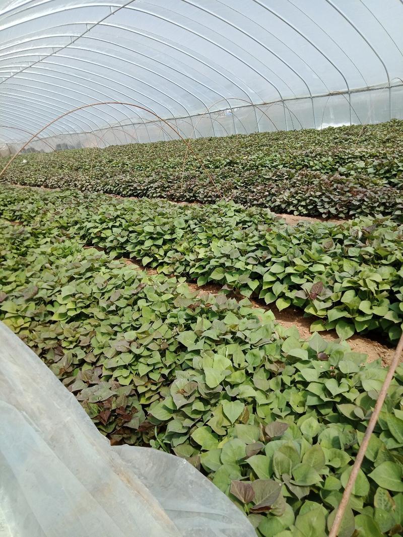 紫罗兰脱毒红薯苗是紫薯红薯苗。成活率高，产量高。