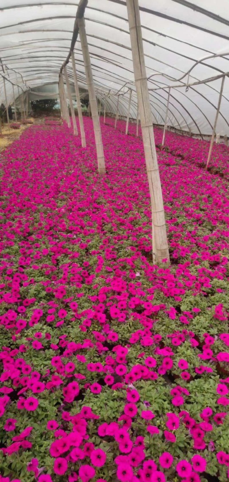 矮牵牛，矮牵牛工程苗，矮牵牛种植地大量批发