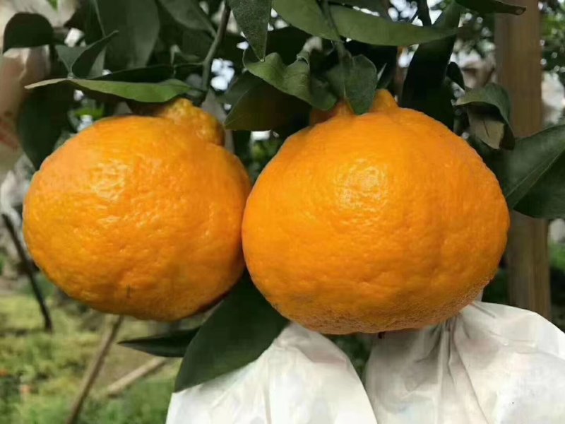 四川大基地耙耙柑大量上中需要的联系。货源充足，质量好