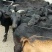 肉羊努比亚黑羊努比亚怀孕母羊羔羊对接养殖户包回收送铡草机