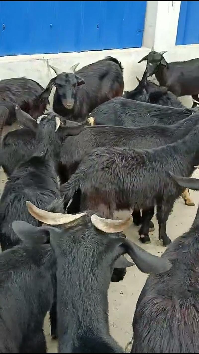 肉羊努比亚黑羊努比亚怀孕母羊、羔羊【包回收送铡草机】