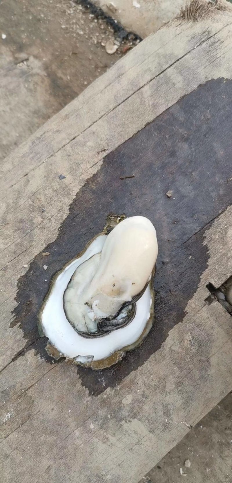 方记生蚝批发！！！！