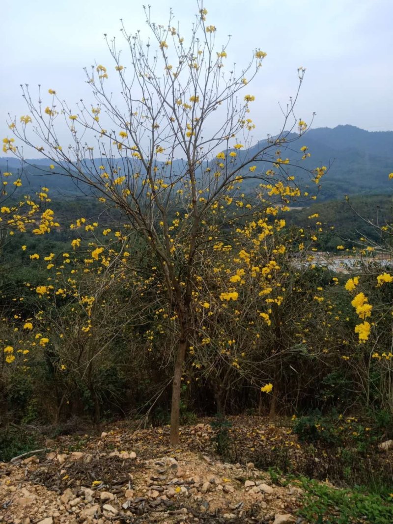 风铃木黄花紫花多花少花地苗容器苗福建基地