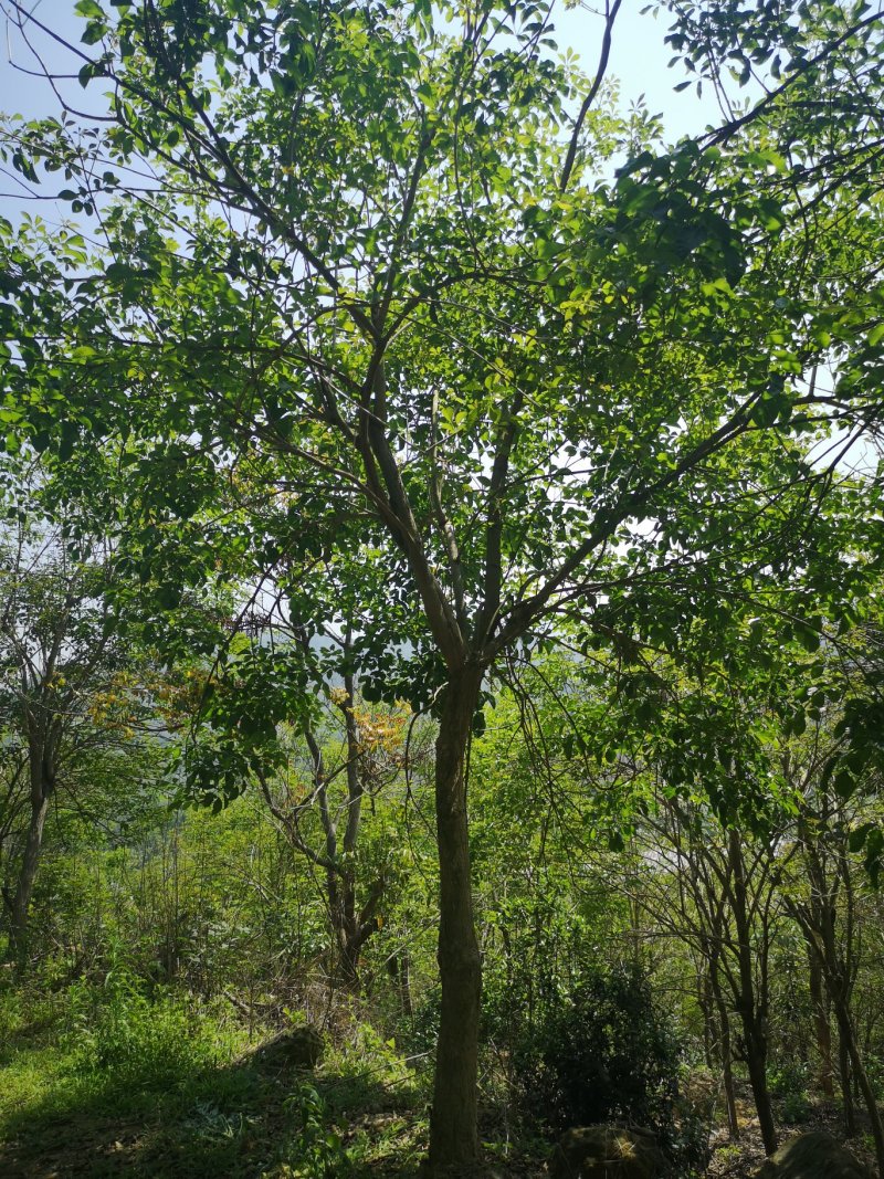 风铃木黄花紫花多花少花地苗容器苗福建基地