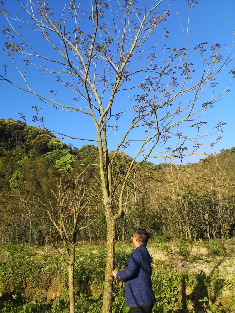 风铃木黄花紫花多花少花地苗容器苗福建基地