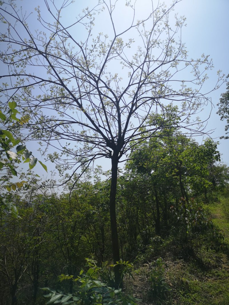 风铃木黄花紫花多花少花地苗容器苗福建基地