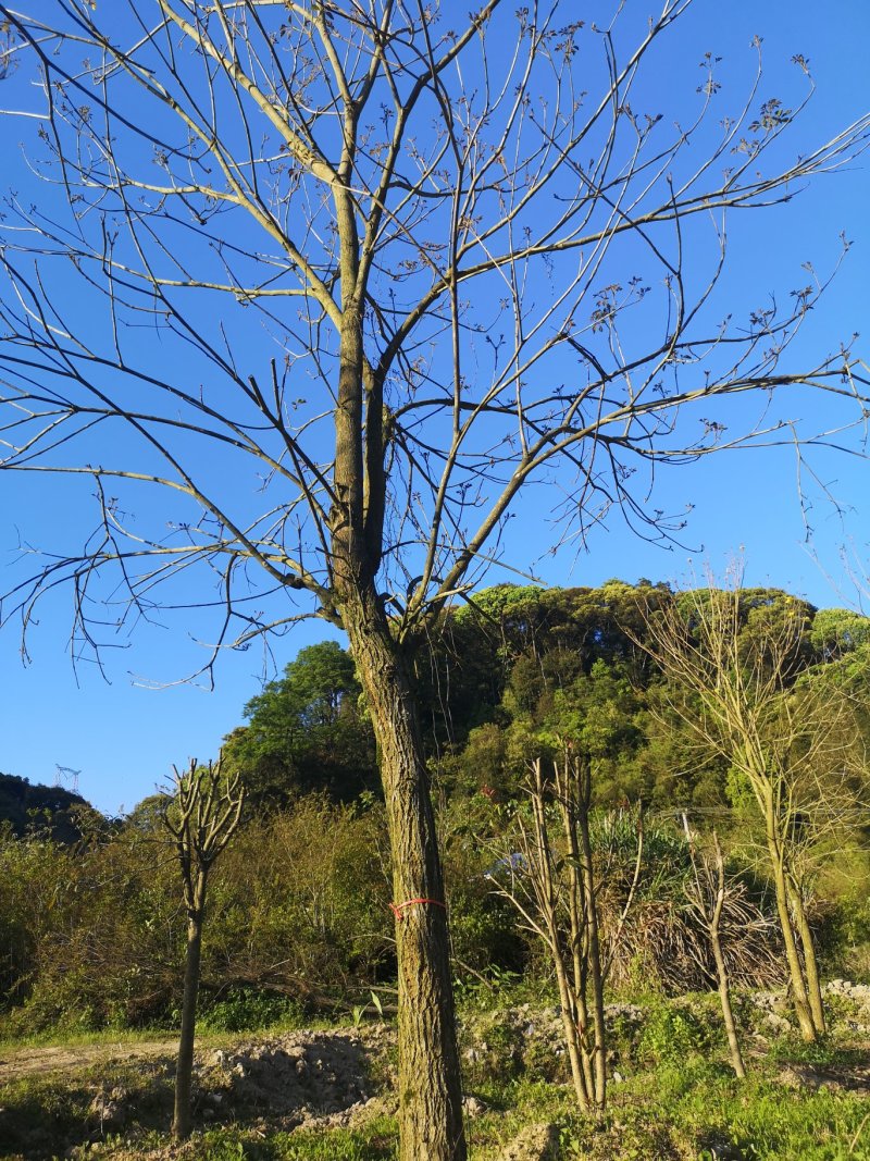 风铃木黄花紫花多花少花地苗容器苗福建基地