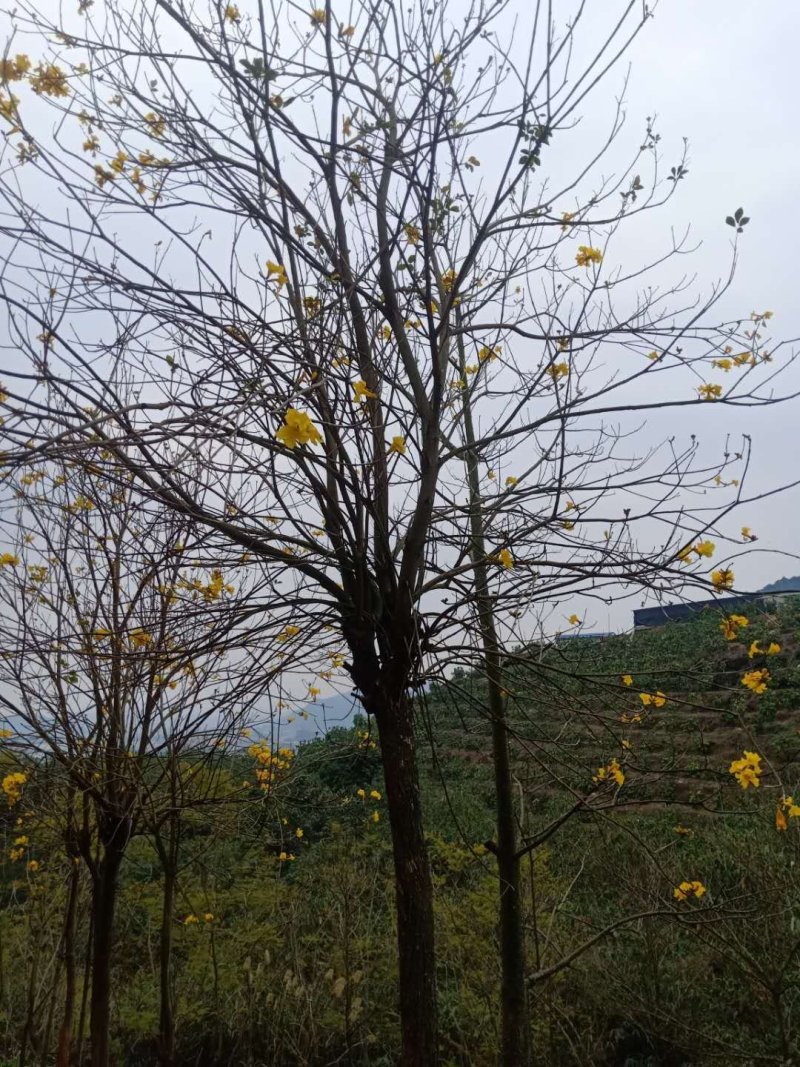 风铃木黄花紫花多花少花地苗容器苗福建基地