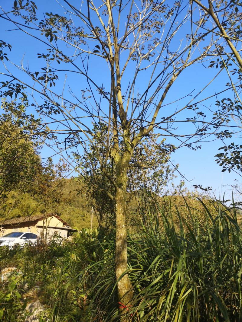 风铃木黄花紫花多花少花地苗容器苗福建基地