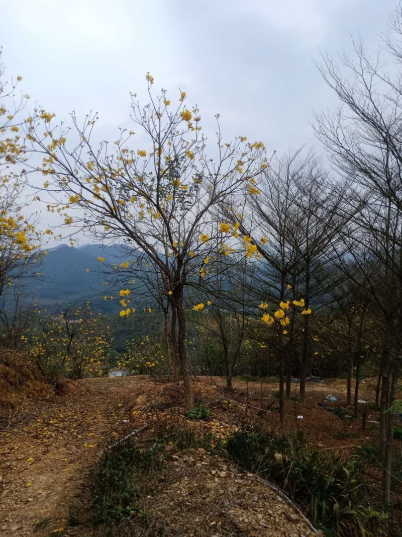 风铃木黄花紫花多花少花地苗容器苗福建基地