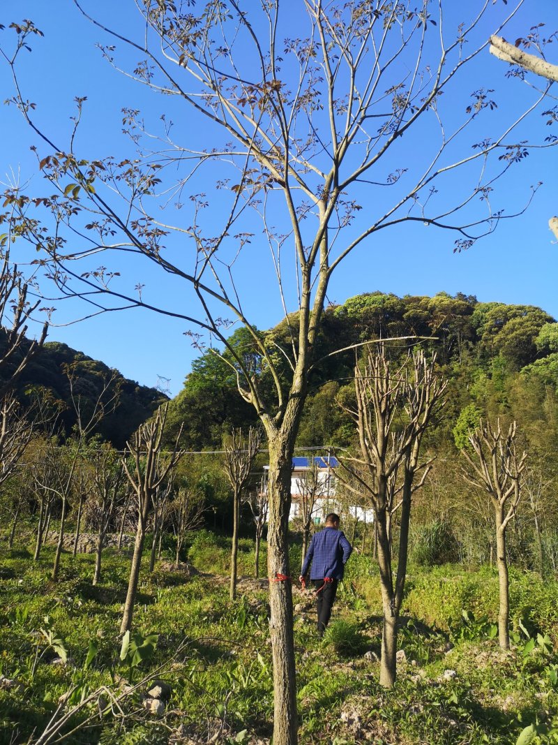 风铃木黄花紫花多花少花地苗容器苗福建基地