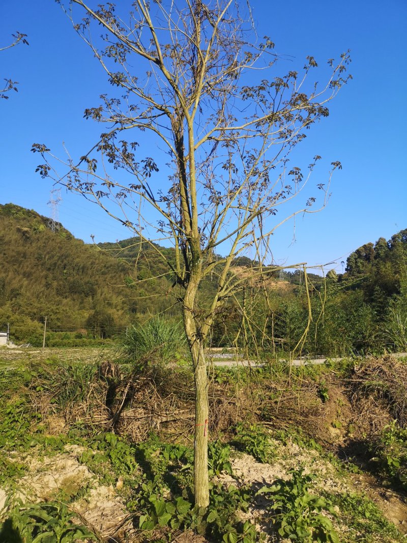 风铃木黄花紫花多花少花地苗容器苗福建基地