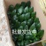 圆头和尚君子兰盆栽室内外宽叶精品苗观叶观花小盆景