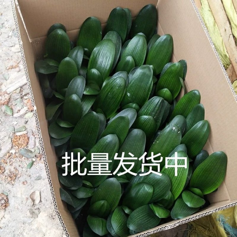 圆头和尚君子兰盆栽室内外宽叶精品苗观叶观花小盆景