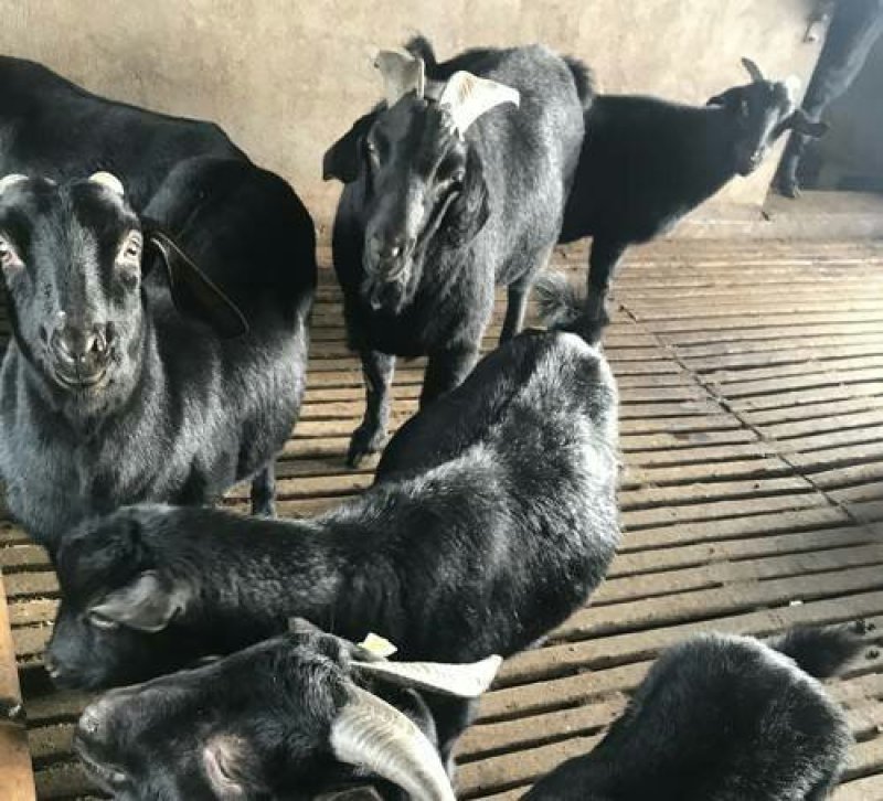 肉羊努比亚黑羊努比亚怀孕母羊羔羊对接养殖户包回收送铡草机