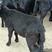 肉羊努比亚黑羊努比亚怀孕母羊、羔羊【包回收送铡草机】
