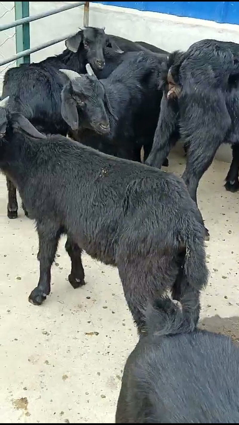 肉羊努比亚黑羊努比亚怀孕母羊羔羊对接养殖户包回收送铡草机